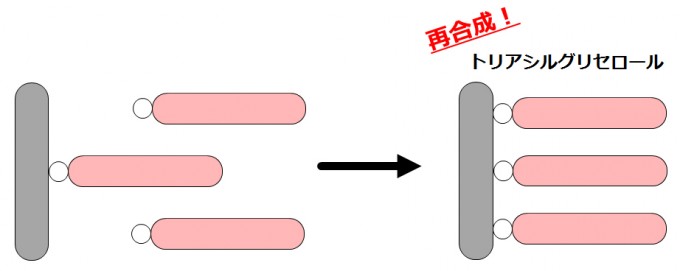 【基礎】脂質の消化 SGSブログ