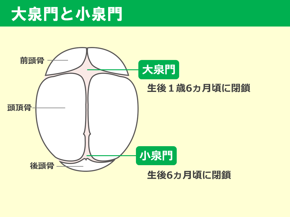 応用 乳幼児期の身体変化 Sgsブログ