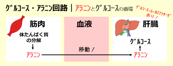 【基礎】コリ回路/グルコース・アラニン回路 SGSブログ